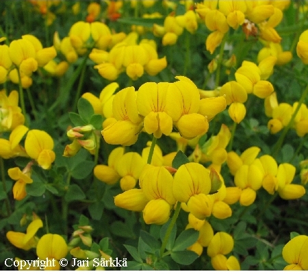 Lotus corniculatus var. arenosus